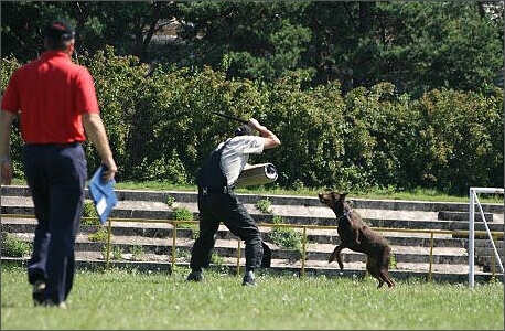 Sasha - Estonia championship 2007  in IPO 3